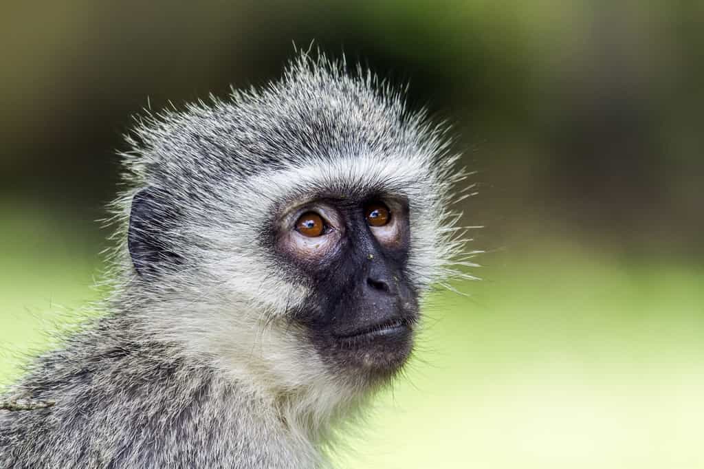 Le vervet est un singe de la famille des cercopithécidés, du genre Chlorocebus. Comme d’autres singes qui ne sont du genre Cercopithecus, il peut être désigné par le teme vernaculaire de cercopithèque. © UTOPIA, Fotolia