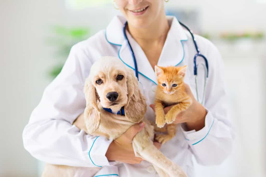 En ville, le vétérinaire reçoit les animaux de compagnie dans son cabinet pour un suivi médical ou le diagnostic d’une pathologie. © famveldman, Adobe Stock.