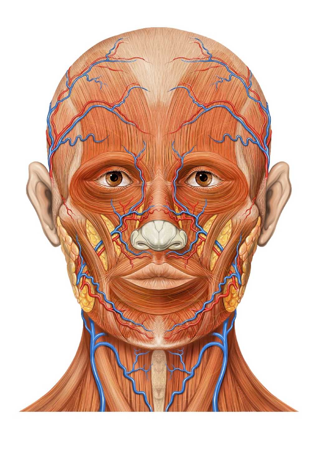 Anatomie du visage. © Patrick J. Lynch medical illustrator, CC by 2.5