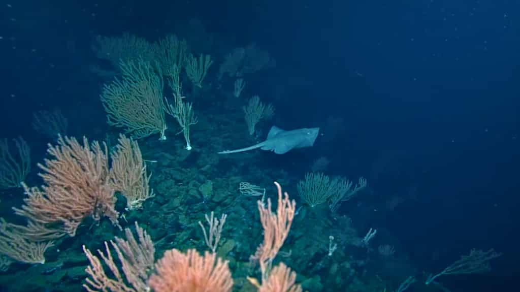 Le sommet des pentes volcaniques sous-marines est recouvert de centaines de milliers d'œufs de raie, de coraux et d'étoiles de mer. © Cherisse Du Preez, Fisheries and Oceans Canada