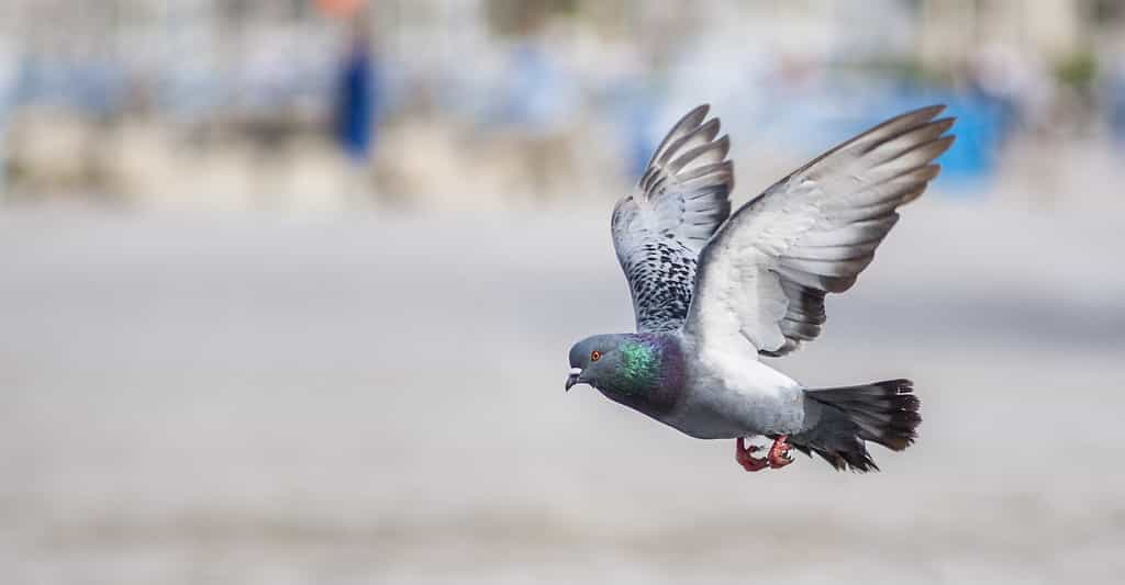 Les pigeons seraient plus intelligents qu’on ne le pensait. Ils seraient même capables de faire plusieurs choses à la fois. Ils auraient même la notion du temps et de l'espace ! © oudba_msi, Pixabay, CC0