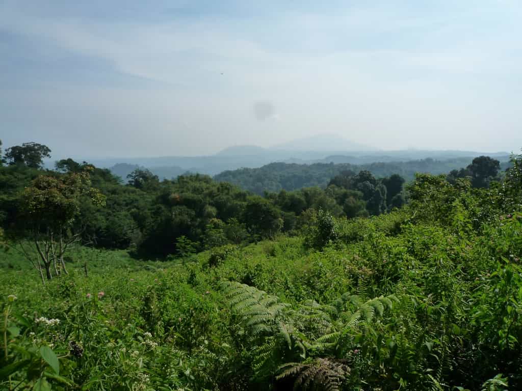 Cette forêt tropicale, riche en espèces végétales d'intérêt médicinal, se blottit dans le parc national du mont Halimun Salak, sur l'île indonésienne de Java. © Alexandra Müllner-Riehl, Université de Leipzig