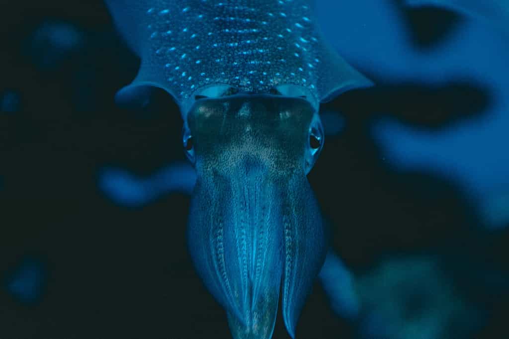 Les yeux des calamars interrogent les scientifiques. © Jonathan Diemel, Unsplash 