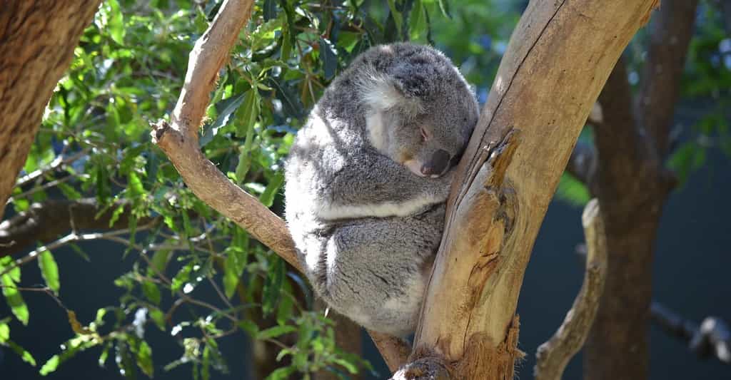 Le koala est l’animal qui dort le plus au monde. Pas moins de 22 heures par jour ! © LonewolfAlphaCoders, Pixabay, CC0 Public Domain