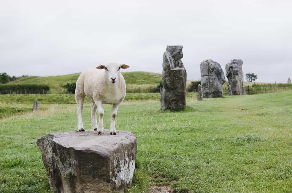 Un mouton sur un rocher. © mirekpesek, Fotolia