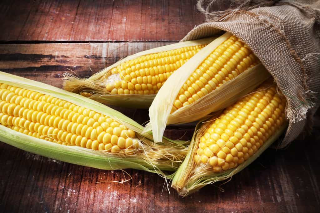Le maïs est la céréale la plus consommée en Amérique latine. ©MNBB Studio, Shutterstock