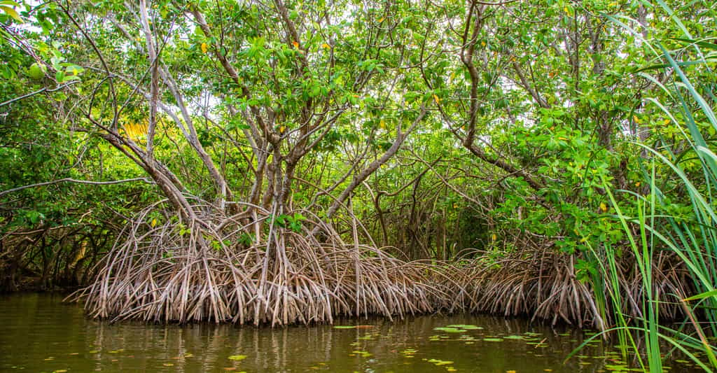 En première approximation, on peut dire qu’une mangrove est une forêt les pieds dans l’eau. © danydory, Pixabay, CC0 Creative Commons