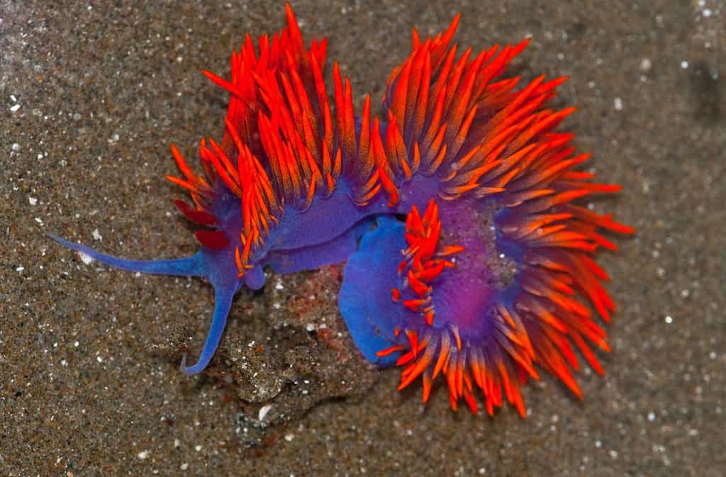 Les nudibranches, ou limaces de mer, constituent un ordre de mollusques gastéropodes marins particulièrement beaux. Ici, Flabellina iodinea. © Jerry Kirkhart, Wikimédia Commons, CC by-sa 2.0
