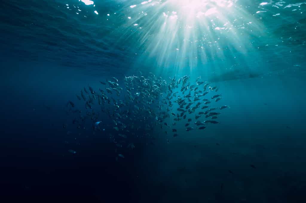 Les températures de l'océan sont influencées par ses profondeurs. © artifirsov, Adobe Stock