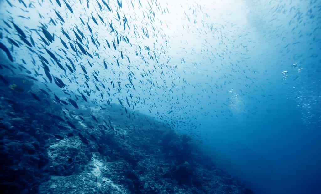 Les océans, bien qu'anciens, sont transitoires : ils naissent et disparaissent selon les mouvements des continents. © Shutterstock, littlesam