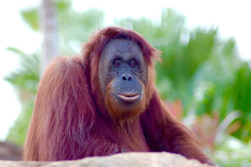 Les orangs-outans, ces grands singes vivant dans les forêts tropicales de l'île de Bornéo, sont en danger d'extinction à cause de la déforestation et de la chasse. © PxHere