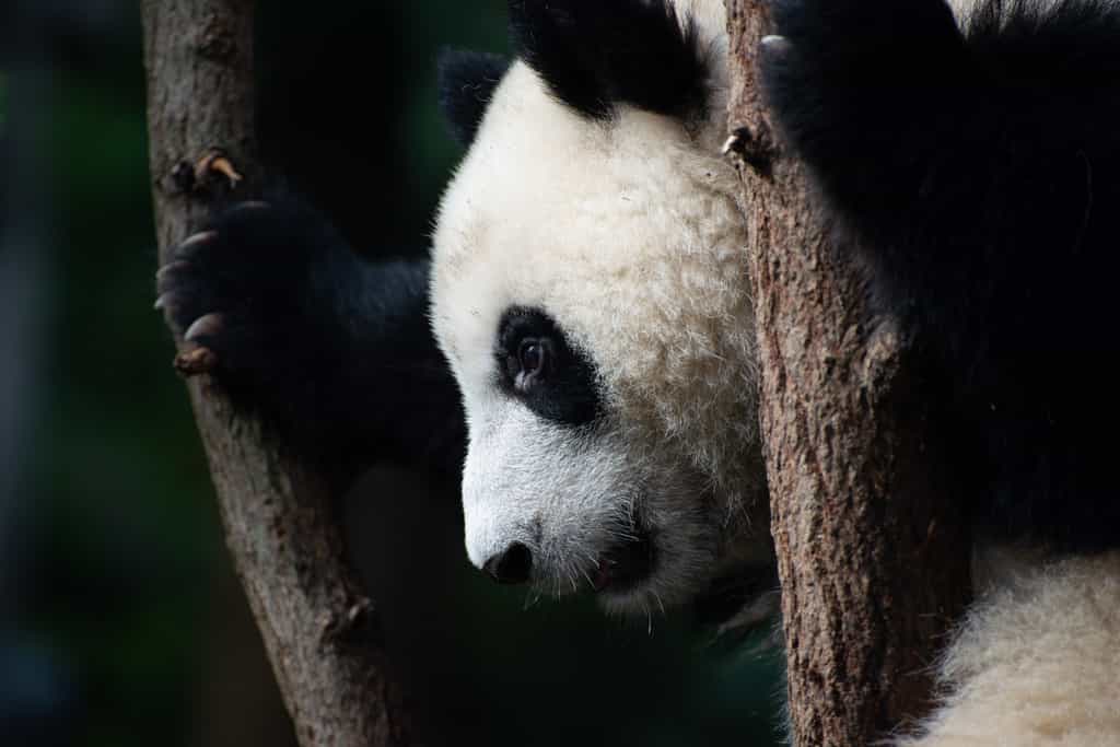Endémique de la Chine, le panda géant est classé « espèce vulnérable » par l'UICN. © Edward, Adobe Stock