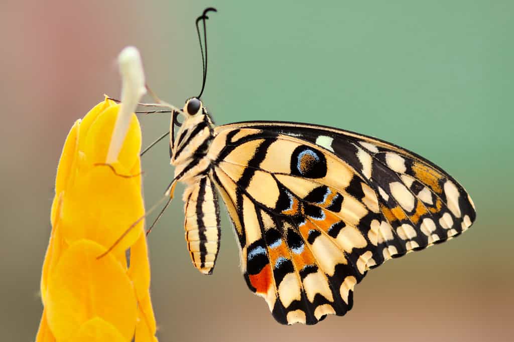Friend of the Earth a lancé une campagne de recensement des papillons dans le monde qui requiert seulement de prendre une photographie des papillons que l'on croise et de l'envoyer, ainsi que ses coordonnées GPS, à un numéro WhatsApp. © Lubomyr, Adobe Stock