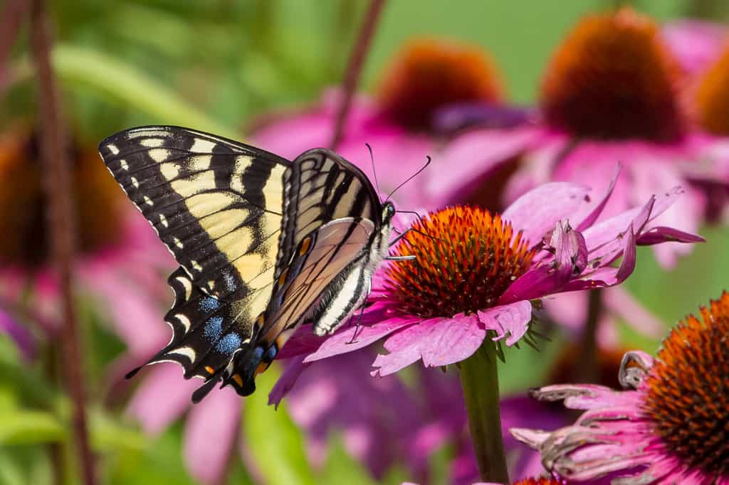 Les papillons font partie des insectes pollinisateurs. © Proedding, Adobe Stock