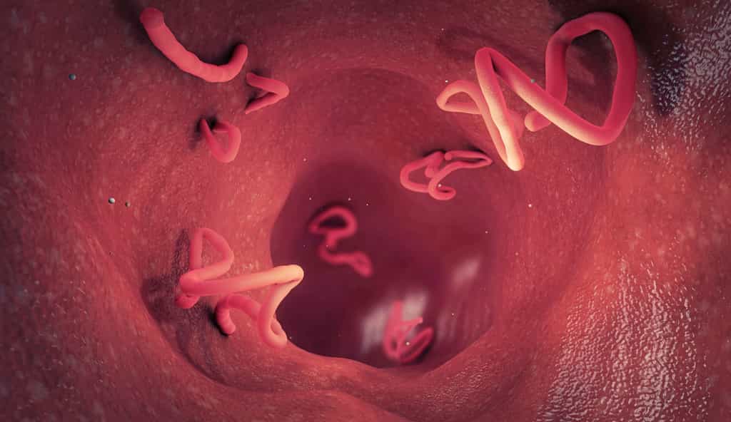 Des organismes vermiformes vivent dans l'intestin humain, dont certains sont néfastes pour l'hôte. © Christoph Burgstedt, Adobe Stock