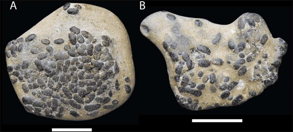 Les déjections fossilisées d'organismes mystérieux ont été trouvées dans une formation datant du Miocène et sont disposées dans le sédiment ou associées notamment aux restes de poisson, de gastéropodes et de bivalves. Échelles = 10 mm. © Godfrey et al, 2022