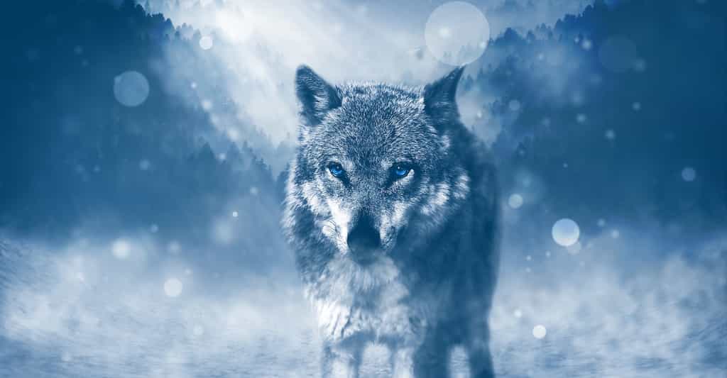 Le loup gris — celui-là même qui nous fait tant peur — était jadis le mammifère le plus répandu sur Terre. En France, aujourd’hui, il est classé « en danger » et jouit du statut d’espèce protégée. © Comfreak, Pixabay, DP