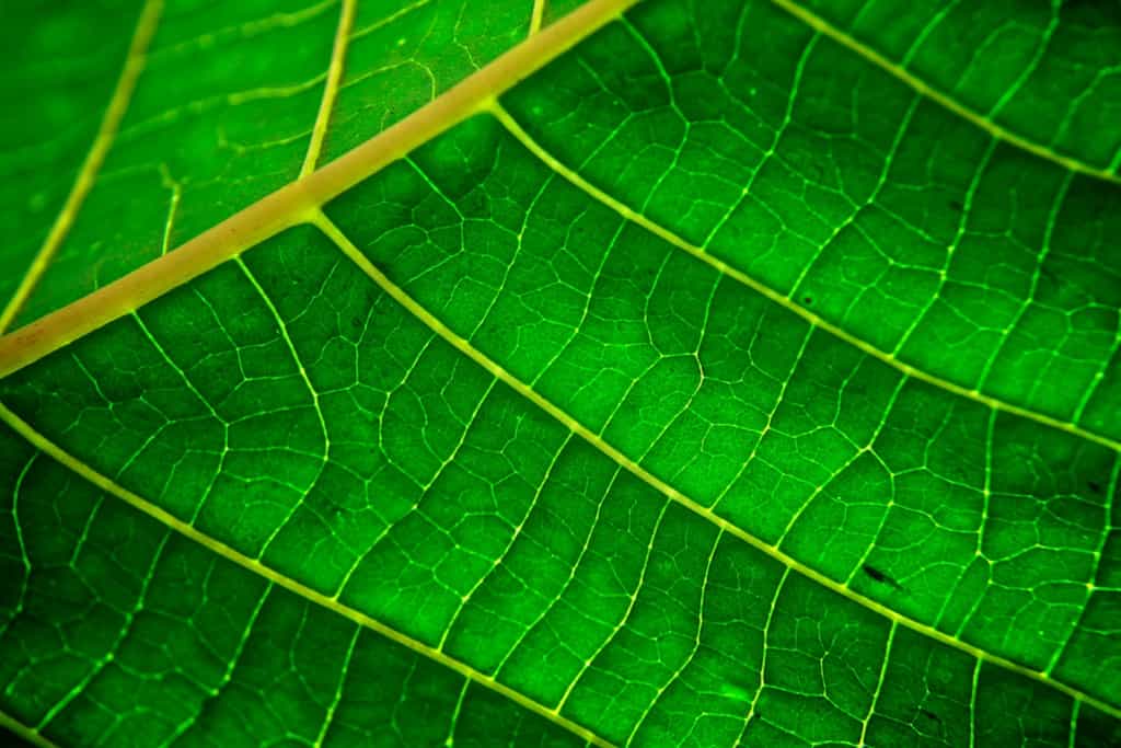 La capacité des cellules végétales à convertir l'énergie solaire en énergie chimique pour faire de la photosynthèse dépasse encore largement celle des cellules photovoltaïques à produire de l'électricité. © Anderson Mancini, CC by 2.0