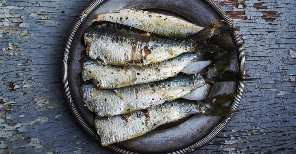 Saumon, maquereau, thon ou encore sardines sont des poissons riches en oméga-3. © greekfood-tamystika, Pixabay, CC0 Creative Commons