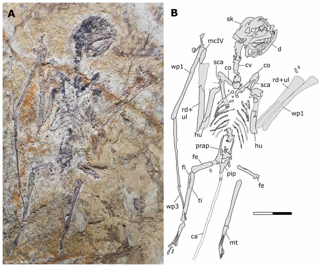 À droite, une photographie du fossile de Sinomacrops bondei. À gauche, un dessin schématique du même spécimen. La barre d'échelle représente 20 millimètres. © Xuefang Wei et al., Paleontology and Evolutionary Science