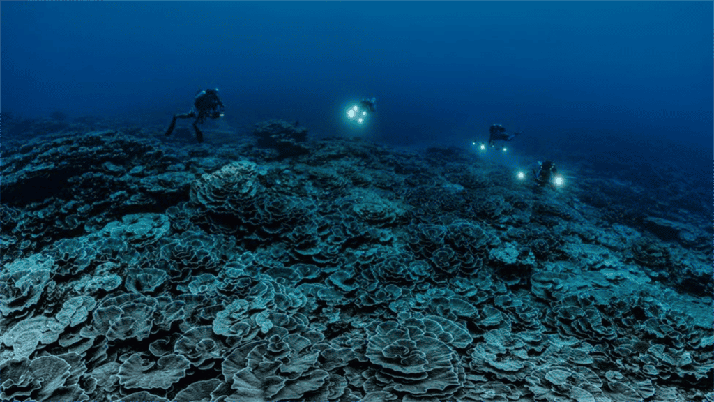 Un récif corallien récemment découvert à Tahiti ressemble à un jardin de roses géant. © Alexis Rosenfeld