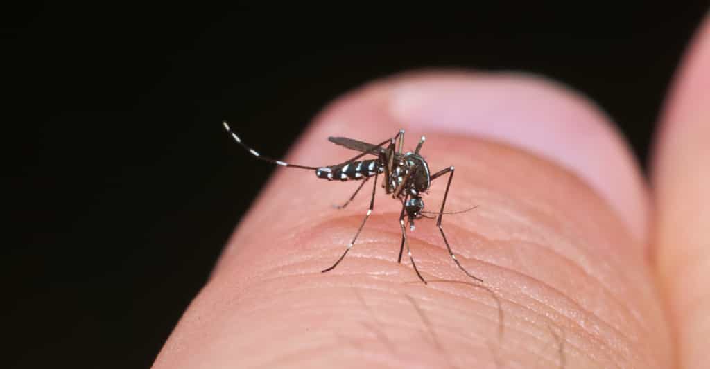 Moustique-tigre et moustique commun sont deux moustiques bien différents l’un de l’autre. Comment les reconnaître ? © saccobent, Fotolia