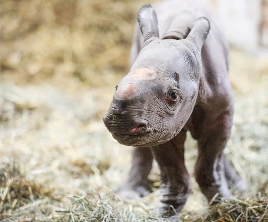 Le Potter Park zoo a accueilli une naissance exceptionnelle, celle d'un rhinocéros noir. © Potter Park Zoo