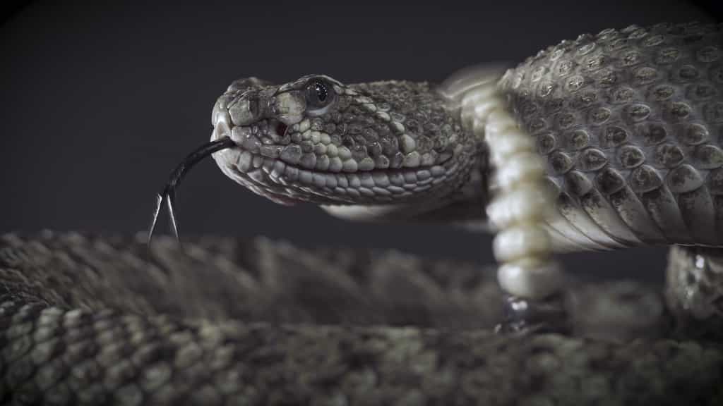 Les serpents à sonnette utilisent le bout de leur queue comme moyen de défense. © +NatureStock, Adobe Stock