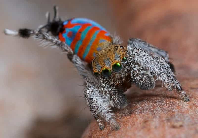 Un mâle d'araignée paon de l'espèce Maratus jactatus étend l'une de ses pattes pour séduire une femelle lors d'une danse d'accouplement. © Jürgen Otto