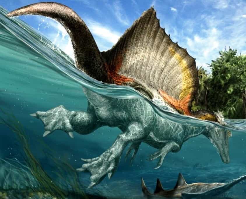 Pouvant peser jusqu’à 20 tonnes environ selon certaines estimations et mesurant 15 mètres de long, soit 3 de plus que le T-Rex, Spinosaurus aegyptiacus apparaît aujourd’hui comme le plus grand dinosaure carnivore de tous les temps. Il était certainement piscivore et il devait probablement se nourrir par exemple des poissons scies de 7 mètres de long qui vivaient dans les rivières qu’il écumait il y a 95 millions d’années. La structure osseuse de ses pieds laisse penser qu’ils pouvaient être palmés et servir à pagayer et à marcher sur des terrains boueux. © Davide Bonadonna, Nizar Ibrahim, Simone Maganuco, Science