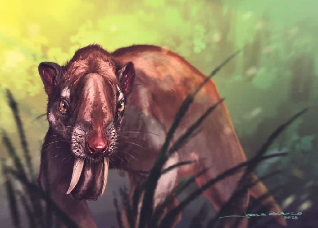 Le terrible Thylacosmilus atrox à dents de sabre était probablement un hypercarnivore qui se repaissait de la faune sud-américaine au Pliocène. © Jorge Blanco