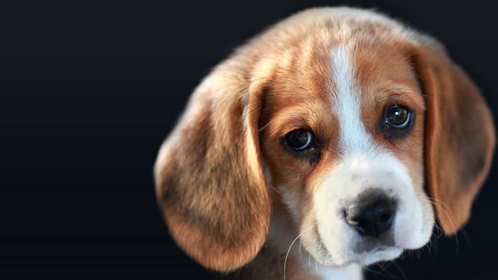 Le beagle, chien de chasse et compagnon fidèle
