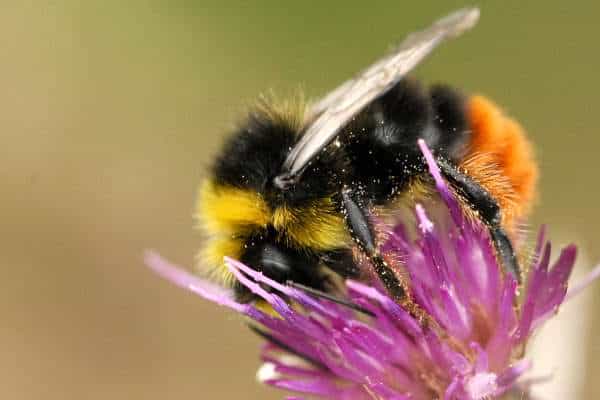L'étude a permis d'évaluer l'effet du jardinage sur certains insectes comme ce bourdon des pierres, Bombus lapidarius. © J. K. Lindsey