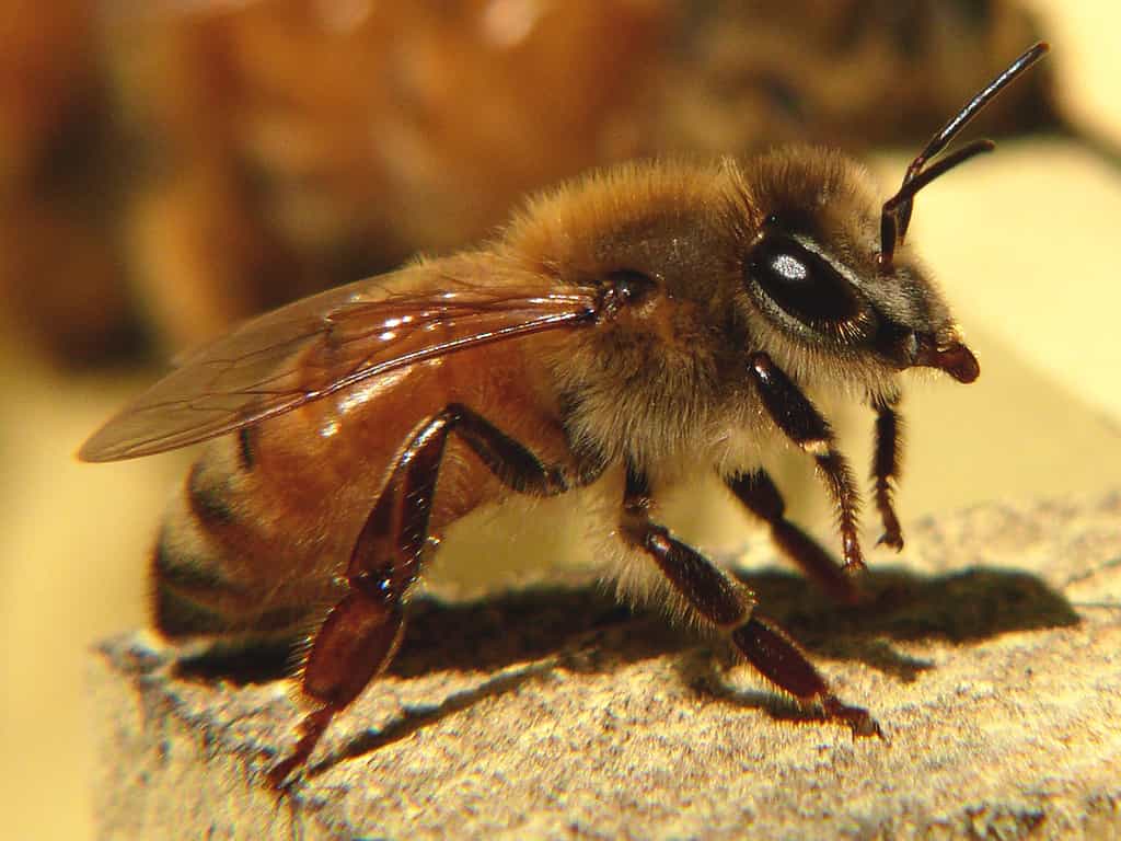 Dans un environnement expérimental grandeur nature, le destin de 7.000 abeilles a été retracé grâce à des micropuces RFID collées sur leur dos. En plaçant des capteurs électroniques à l’entrée de leurs ruches, les chercheurs ont pu étudier leur espérance de vie en fonction de l’exposition au traitement des cultures et de l'exposition aux pesticides. Ici, une abeille européenne, Apis mellifera. © Ken Thomas, Wikimedia Commons, DP