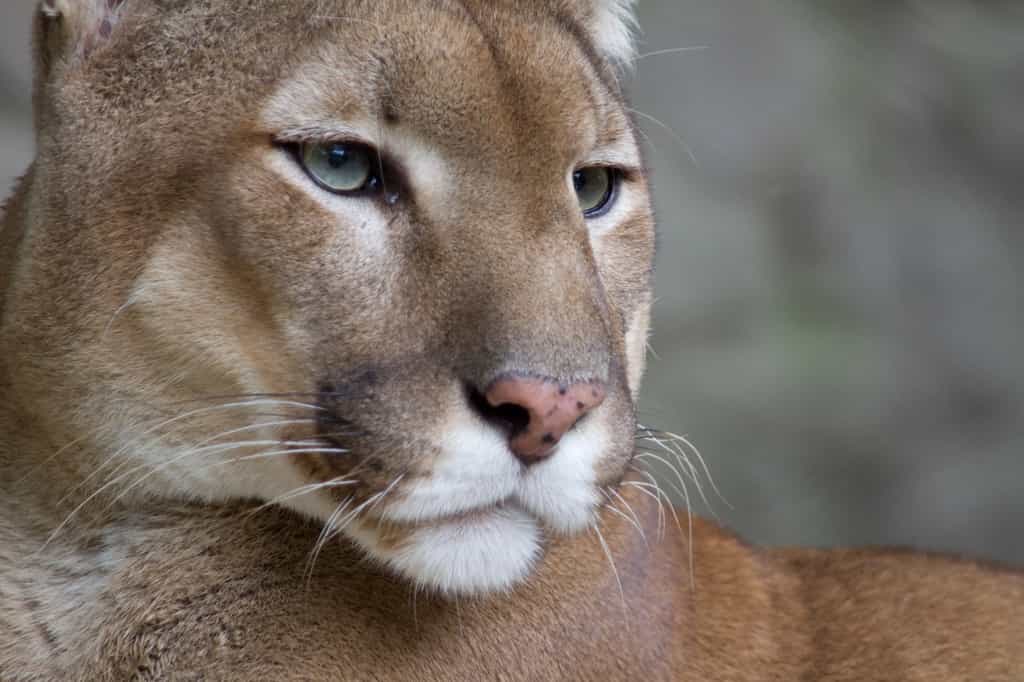 Le cougar (Puma concolor), en anglais Mountain lion, est une des espèces endémiques des États-Unis menacées d’extinction avant la fin du XXIe siècle du fait de plusieurs facteurs, comme le changement climatique et la destruction de son habitat. © Bas Lammers, Flickr, Wikimedia Commons, CC BY 2.0