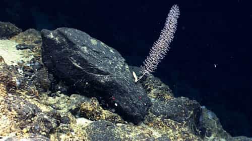 Une colonie de Chrysogorgia sp. observée in situ avec le robot télé-opéré Deep Discoverer. Cette photo a été prise à 2.542 mètres de profondeur sur le mont sous-marin Physalia, en Atlantique nord-ouest. © NOAA Okeanos Explorer Program, Our Deepwater Backyard : Exploring Atlantic Canyons and Seamounts 2014