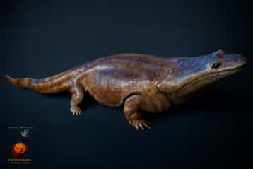 Première reconstitution 3D d’une salamandre géante, Metoposaurus algarvensis. © Marc Boulay