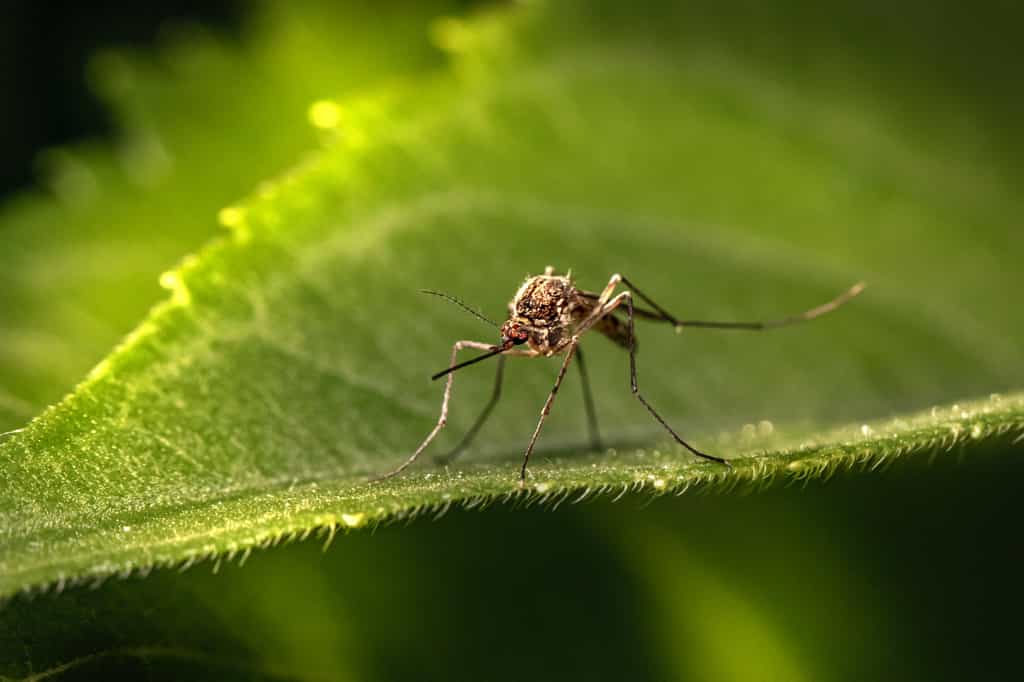 En plus du groupe sanguin, plusieurs facteurs individuels peuvent expliquer que certains individus sont plus sujets que d'autres aux piqûres de moustiques. © Erik Karits, Unsplash