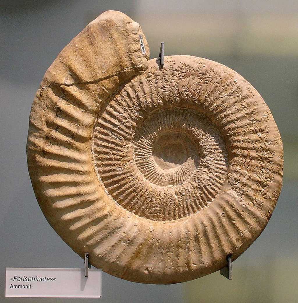 Quelle est la taille de la plus grande ammonite du monde ? © I, Masur, Wikimedia Commons, CC by-sa 3.0