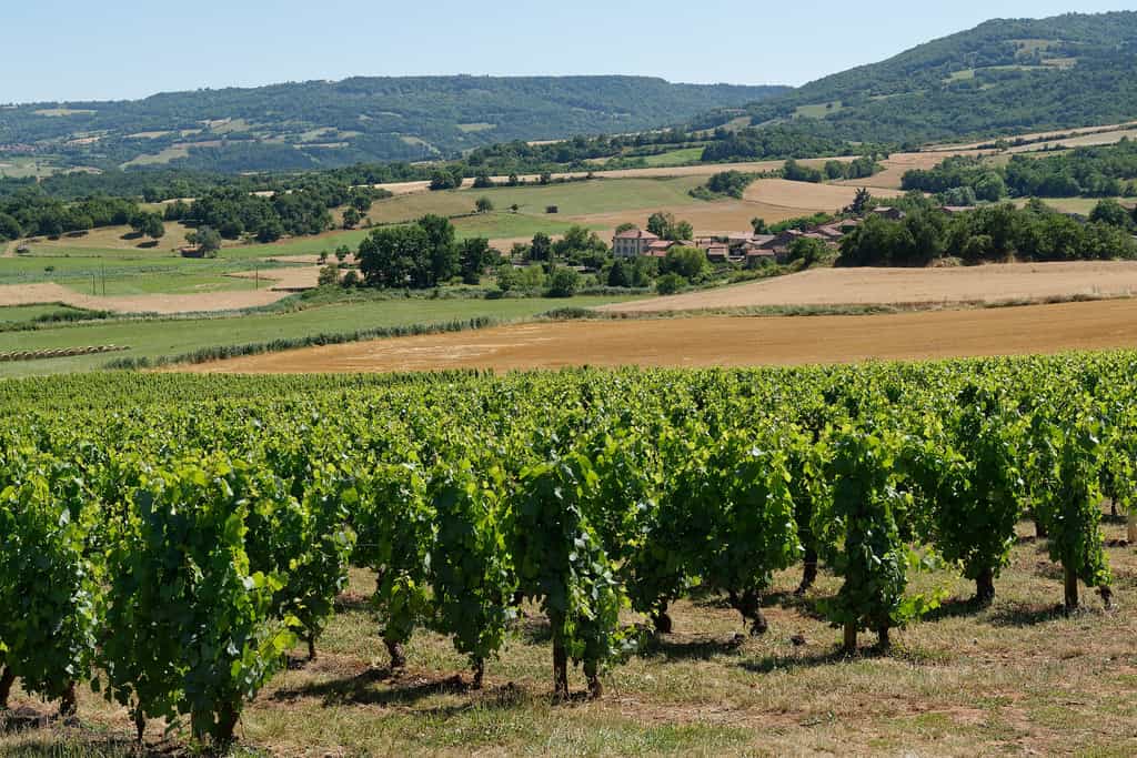 Vignoble des Côtes d'Auvergne, positionné sur les pentes des anciens volcans dans le centre de la France. © Marie-Lan Nguyen, Wikimedia Commons, CC by 4.0