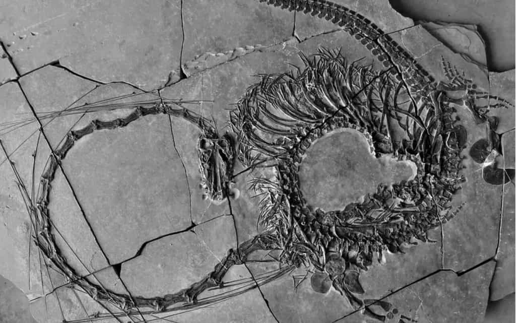 L'analyse de plusieurs squelettes de Dinocephalosaurus orientalis a permis de mieux contraindre la morphologie de cet étonnant dinosaure au cou extrêmement long. Cette étude fut l'un des grands événements paléontologiques de l'année. © Musées nationaux d’Écosse, PA Wire