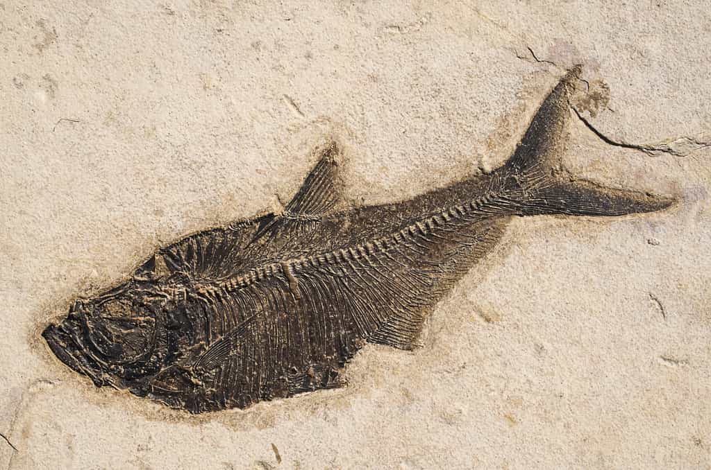 Fossile de poisson datant de la période Paléogène © Didier Descouens, Wikimedia Commons, CC BY-SA 4.0