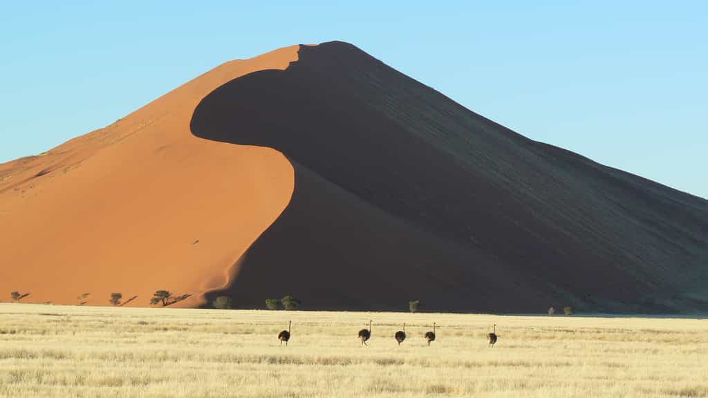 Sif d'une dune. © Alcazarfr, Wikimedia Commons, CC by-sa 3.0