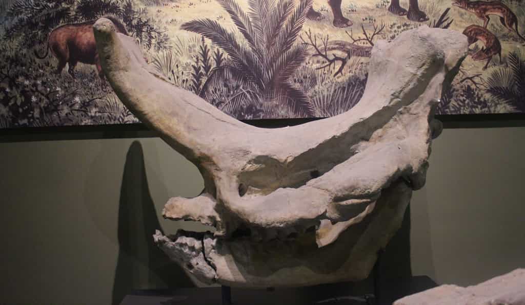 Crâne d'Embolotherium, l'un des mammifères d'origine asiatique ayant colonisé précocement l'Europe. © Jonathan Chen, Wikimedia Commons, CC by-sa 4.0