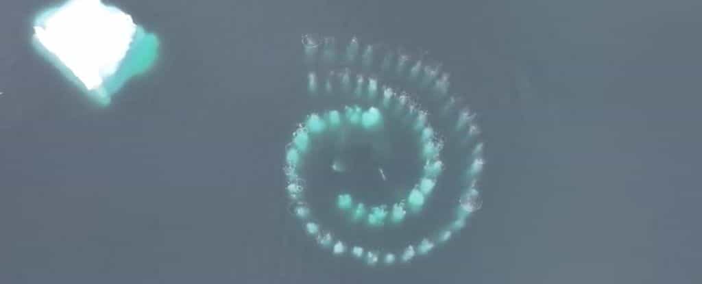 Capture d'écran de la vidéo réalisée par Piet van den Bemd montrant une étonnante spirale de bulles dans les eaux de l'Antarctique. © Piet van den Bemd