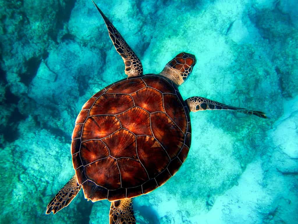 Les tortues marines actuelles font figure de naines face aux monstres qui arpentaient les océans du Crétacé. © David Mark, Pixabay