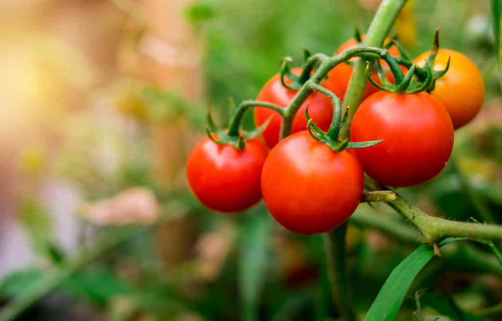 Chez la tomate, il semble que la réponse hormonale à une attaque de ravageurs soit incompatible avec la réponse à une trop forte chaleur. © Ton, Adobe Stock