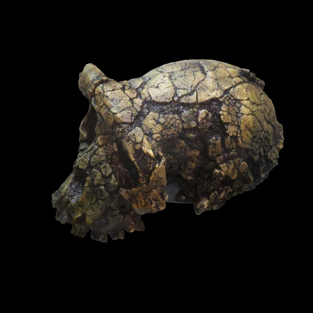 Moulage du crâne de Toumaï, un spécimen fossile appartenant à l’espèce Sahelanthropus tchadensis. © Rama, Wikimedia Commons