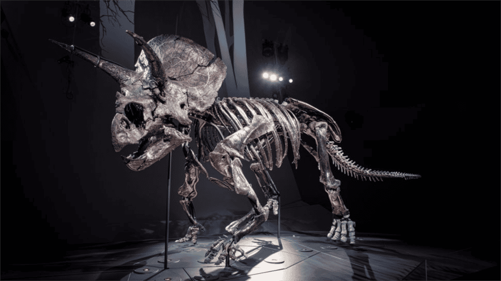 « Horridus » est le squelette de Triceratops le plus complet au monde et il est exposé en Australie. © Museums Victoria