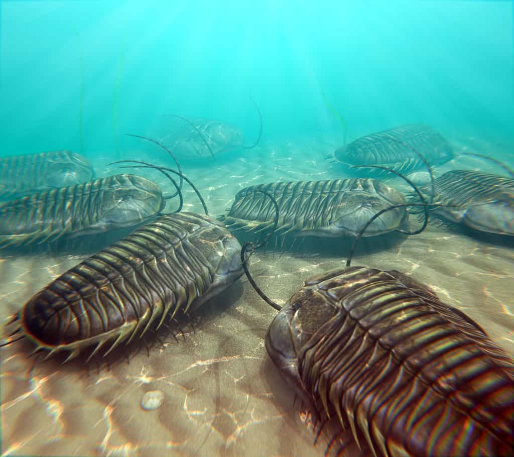 Les trilobites ont peuplé les mers pendant plus de 20 millions d'années avant leur extinction, à la fin du Permien. © auntspray, Adobe Stock